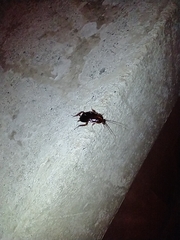 Blattoidae