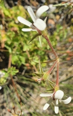Pelargonium elongatum