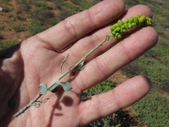 Manochlamys albicans