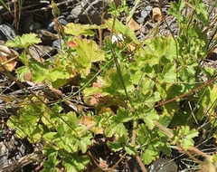 Pelargonium elongatum