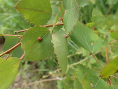 Harmandiola tremulae