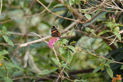 Vanessa indica