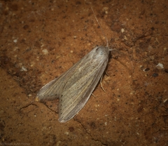 Prionopterina grammatistis
