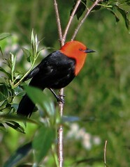 Amblyramphus holosericeus