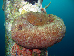 Ircinia felix