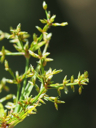 Cyperus diffusus · Natusfera