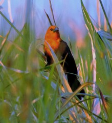Amblyramphus holosericeus