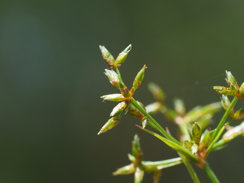Dwarf Umbrella Grass