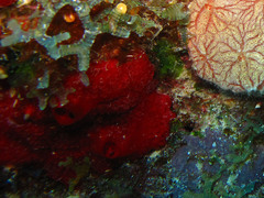 Phorbas amaranthus