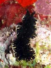 Pseudoceros bicolor