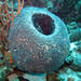 Black Ball Sponge - Photo (c) Sylvain Le Bris, some rights reserved (CC BY-NC), uploaded by Sylvain Le Bris
