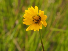 Silphium terebinthinaceum