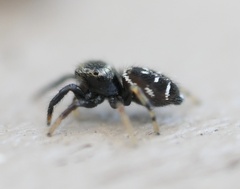 Paraphidippus aurantius