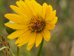 Silphium terebinthinaceum