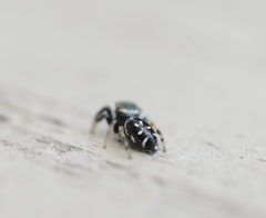 Paraphidippus aurantius