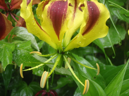 Gloriosa image