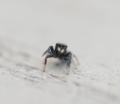 Paraphidippus aurantius