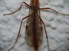 Ophion obscuratus