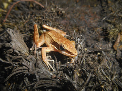 Indosylvirana nicobariensis