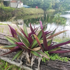 Tradescantia spathacea