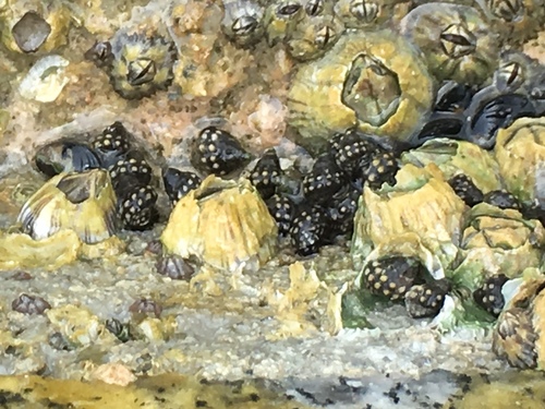 Echinolittorina malaccana