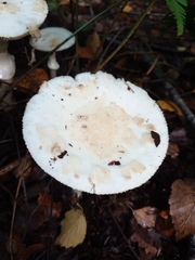 Amanita citrina