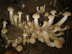 Macrocybe gigantea