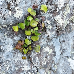 Adiantum reniforme