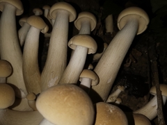 Macrocybe gigantea