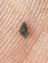 Pseudotryonia grahamae