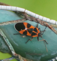 Tropidothorax leucopterus