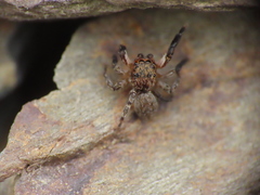 Euophrys rufibarbis