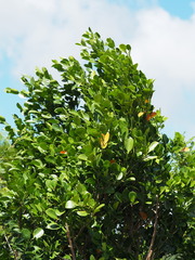 Suregada aequorea