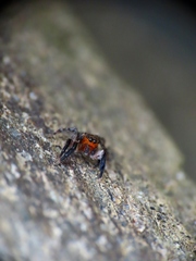 Euophrys rufibarbis