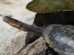 Chelodina longicollis