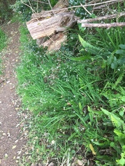 Melasphaerula graminea