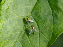 Condylostylus caudatus