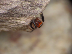 Euophrys rufibarbis