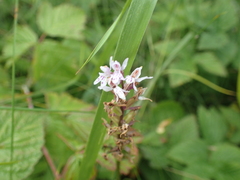 Dactylorhiza fuchsii