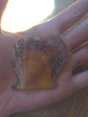 Pinctada imbricata