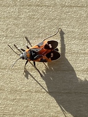 Lygaeus kalmii kalmii