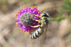 Bembix pallidipicta