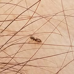 Brachymyrmex obscurior