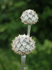 Centaurea scabiosa