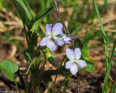Viola nemoralis