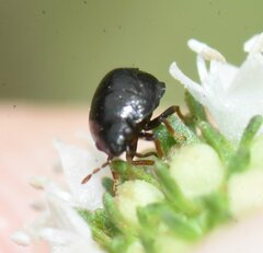 Thyreocoridae