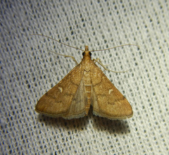 Dolicharthria punctalis