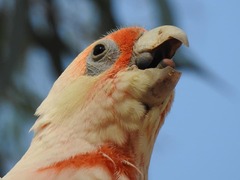 Cacatua tenuirostris