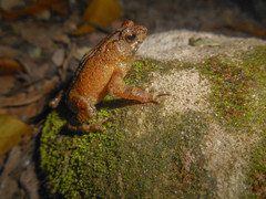 Ingerophrynus divergens