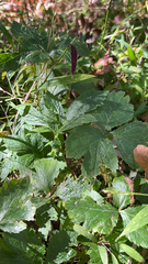Hydrophyllum virginianum